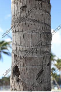 palm bark